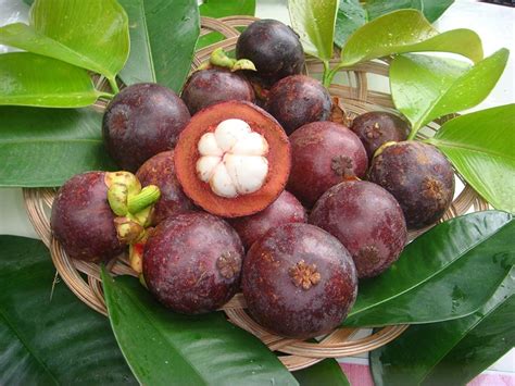 Purple Mangosteen Seedling Tropical Fruit Live Plant | Etsy