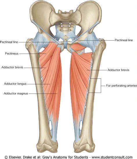 The Ultimate Guide to Your Adductor Muscles-Everything You Need to Know ...