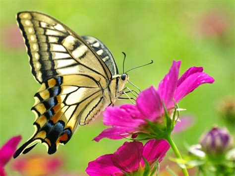 Desde mi espejo: LAS MARIPOSAS… capullos en movimiento