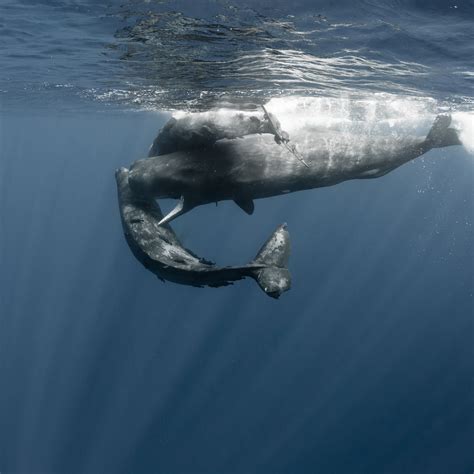 Sculpture Art Objects Sperm Whale etna.com.pe