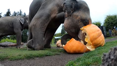 Zoo Animals Smashing and Eating Pumpkins Is a Fall Delight - Nerdist