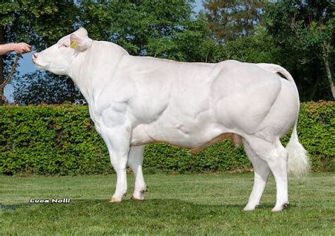 Belgian Blue - Beef breeds