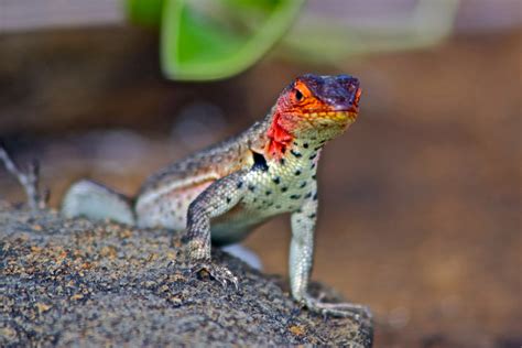 Nature Photography: Galapagos Reptiles & Turtles