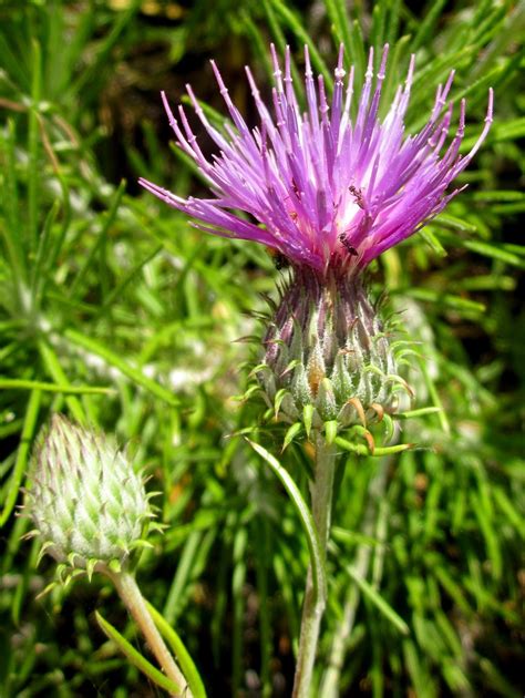 Biodiversity of Cyprus by NGO Protection of the Natural Heritage and ...