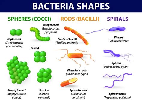 Various shapes and arrangements of Bacterial cells - Laboratoryinfo.com