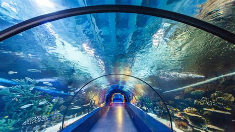 Antalya Aquarium Ticket Antalya, Things to Do, Tickets, Tours ...