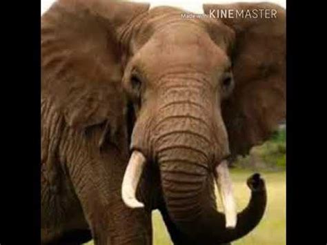 Elephant Trumpet 2 🐘 🔊 - YouTube