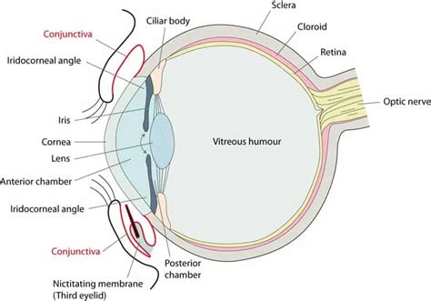 CONJUNCTIVA - New