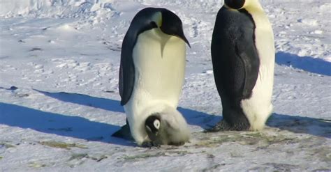 This Father Penguin Is Just Trying To Take A Stroll... But What's That ...