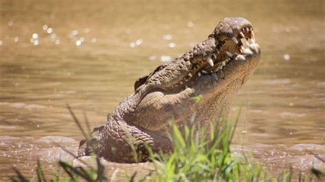 Croc Henry, world’s oldest Nile crocodile in captivity, turns 122