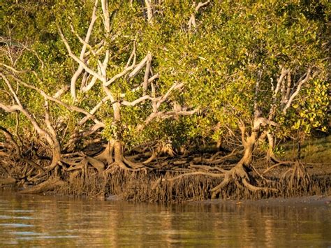 Image of Mangrove trees at the edge of a tidal river - Austockphoto