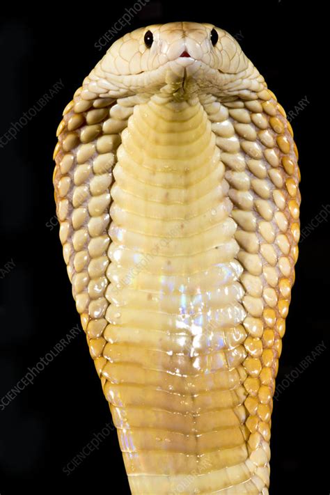 Monocled Cobra Morphs