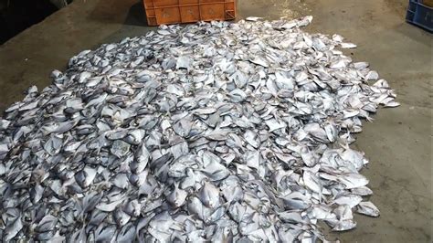 Paplet fish | Pomfret fish | Rs.50kg | Cheapest paplet market | Biggest fish market - YouTube