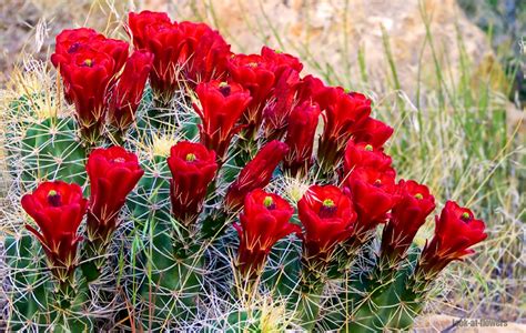 Red cactus flowers|Pictures of flowers