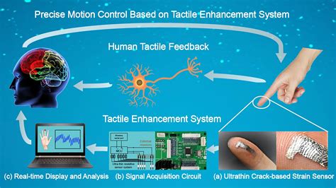 Bionic Tactile Enhancement – Highly Sensitive Sensors Inspired by Spiders Improve Sense of Touch