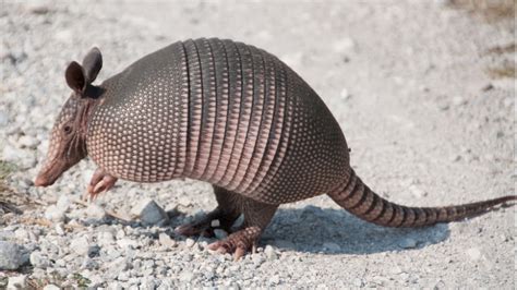 Armadillos Carry Leprosy - Pets