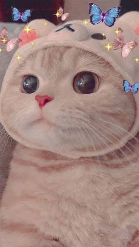 136 Wallpaper Kucing Cute Aesthetic Picture - MyWeb