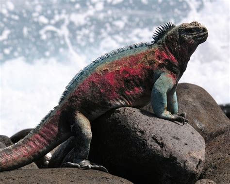 Marine Iguana - Facts, Diet, Habitat & Pictures on Animalia.bio | Marine iguana, Iguana, Cat ...