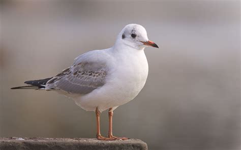 Black-headed Gull | Audubon Field Guide