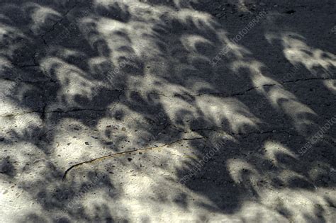 Solar eclipse shadows - Stock Image - C024/3835 - Science Photo Library