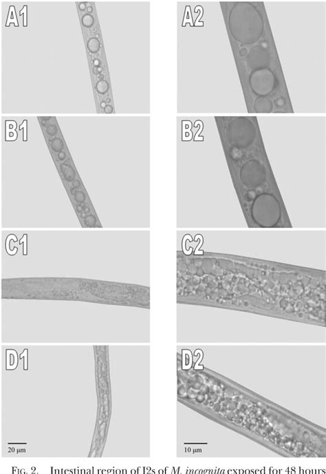 Figure 2 from Phosphonate fertilizers suppressed root knot nematodes Meloidogyne javanica and M ...