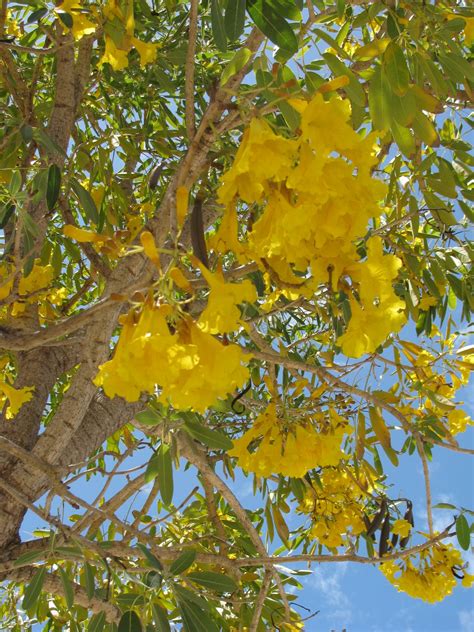 Mi Jardin Florido: Yellow Elder: Flower of the Day