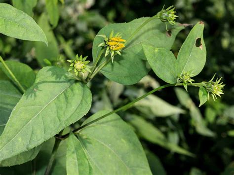 Thin-leaved Sunflower (Helianthus decapetalus) | Western Carolina Botanical Club