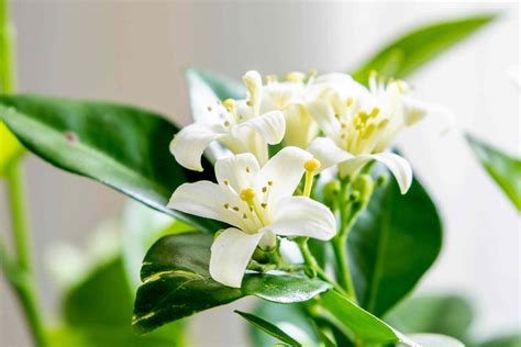 Growing Orange Jasmine Indoors