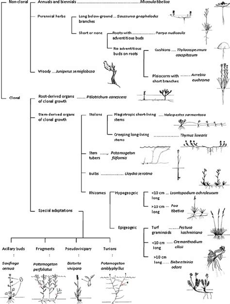 Classification scheme of 20 growth forms of vascular plants in East... | Download Scientific Diagram