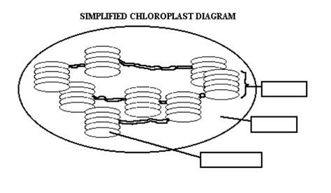 Chloroplast diagram Diagram | Quizlet