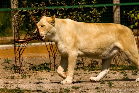 White Lioness - Photorasa Free HD Photos