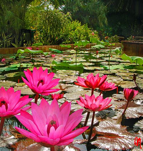 Phot.Bombay.Lotus.Red.Pond.01.030316.6686.jpg | India, Mumba… | Flickr