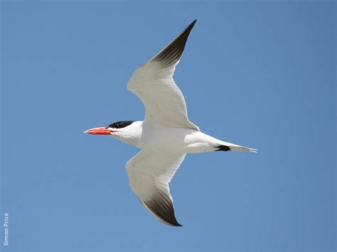 Caspian Tern | KuwaitBirds.org