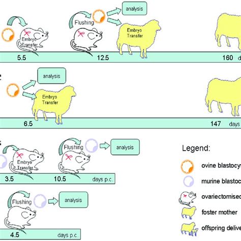 Examples of embryonic diapause in placental mammals | Download Table