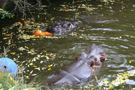 Hippo Eats Pumpkin | This year’s Hippo/Pumpkin event was dif… | Flickr