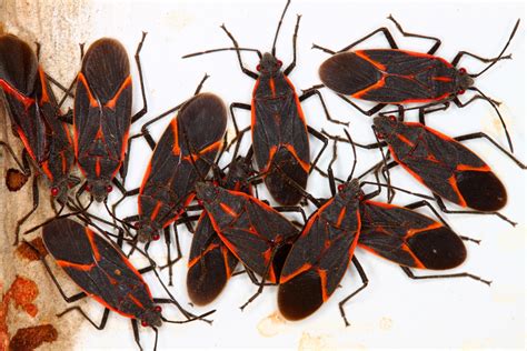 Why are Boxelder Bugs Swarming My House? - Proactive Pest Control