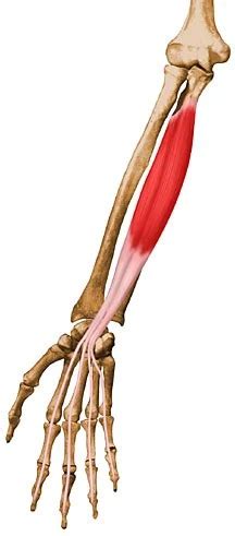 Flexor digitorum profundus muscle - Origin, Insertion, Function