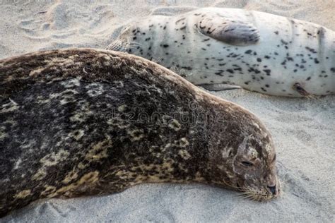 Close Up of Brown Spotted Sea Lion on La Jolla Beach Stock Photo ...