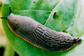 Difference between Snail and Slug | Snail vs Slug