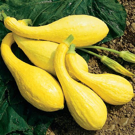 Yellow Crookneck - Organic Yellow Summer Squash Seed | Johnny's ...