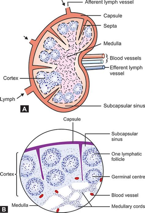 Lymph Nodes Histology Diagram