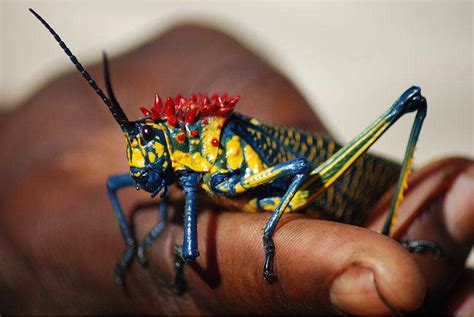 The Most Beautiful African Creepy Crawlies | AFKTravel