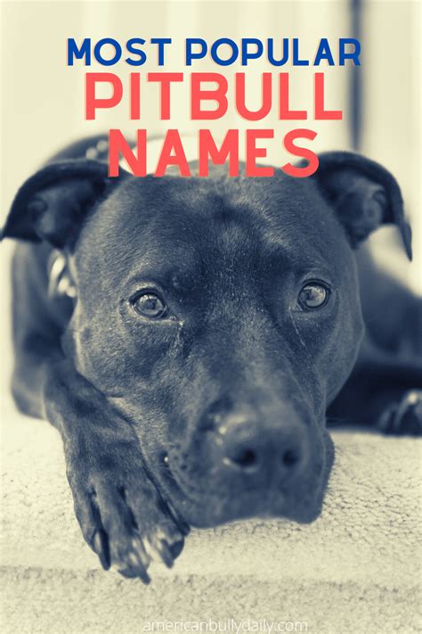 Pitbull Dog Names | Pitbull names, Pitbulls, Pitbull dog names