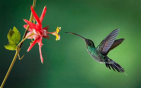 Hummingbird, Little Bird, Flowers, Beautiful Birds, Rainforest, Red ...