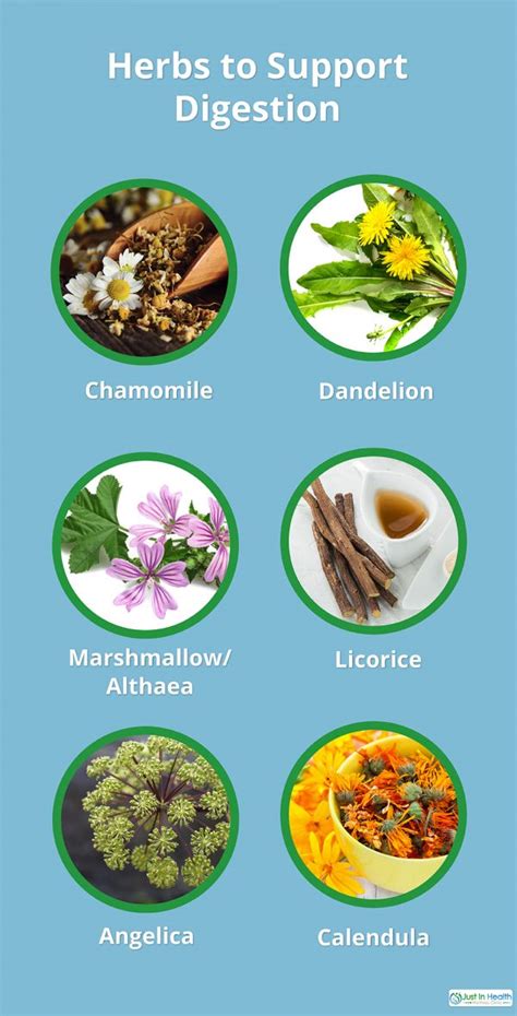 Herbs to Support Digestion | Functional Medicine | Just In Health