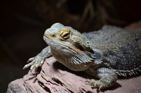 How to Help a Fat Bearded Dragon Lose Weight - Reptile Advisor