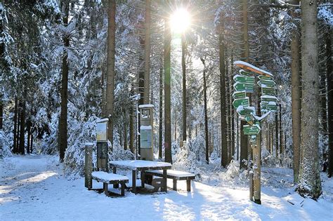 winter forest, thuringia germany, snow, rennsteig, wintry, snowy, sun ...