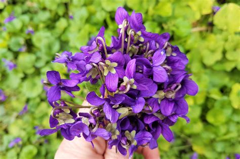 Wild Food: Violets - Wild Walks Southwest