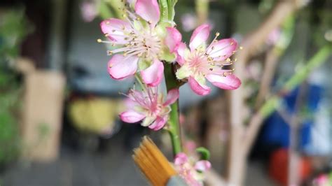 How to hand pollinate fruit trees - YouTube