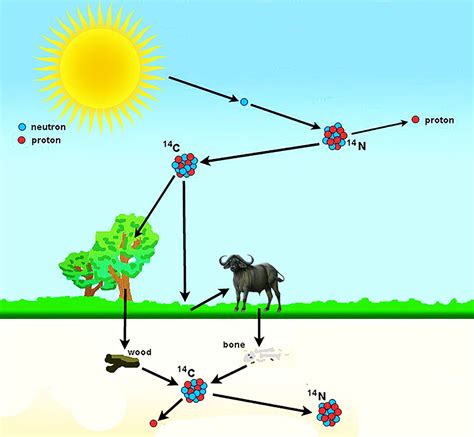 How radiocarbon dating is done? | Digitash